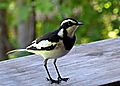 African pied wagtail