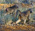 Baboons, South Africa