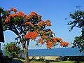 Flamboyant Tree, Malawi