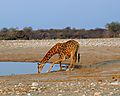 Giraffe Drinking At Waterhole, Etosha, Namibia