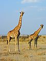 Giraffe In Etosha, Namibia