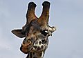 Head of a Giraffe