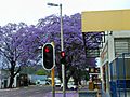 Jacaranda Trees In Full Bloom, South Africa