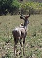 Kudu Antelope, Zambia
