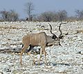 Male Kudu Antelope, Etosha, Namibia