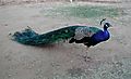 Peacock, Namibia
