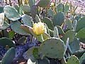 Prickly Pear Cactus With Flowers, Malawi