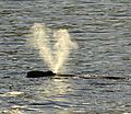 Southern Right Whale's V-shaped Spray