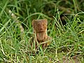 Curious Pygmie Mongoose