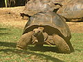 Giant Tortoise At La Vanille Crocodile Park