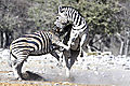 Zebra Fighting