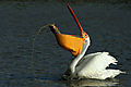 White Pelican,