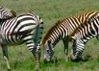 Tsavo West and Amboseli Park Safari in Kenya