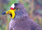 Birding Watching Tour Uganda