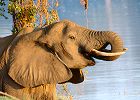 Malawi and Zambia Sheduled Safari