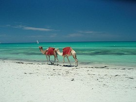 Camels along Djerba Beach Tunisia