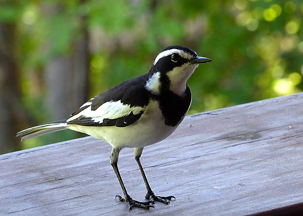 African pied wagtail