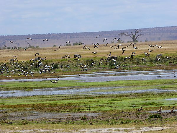 Birds and wildlife around Marshland
