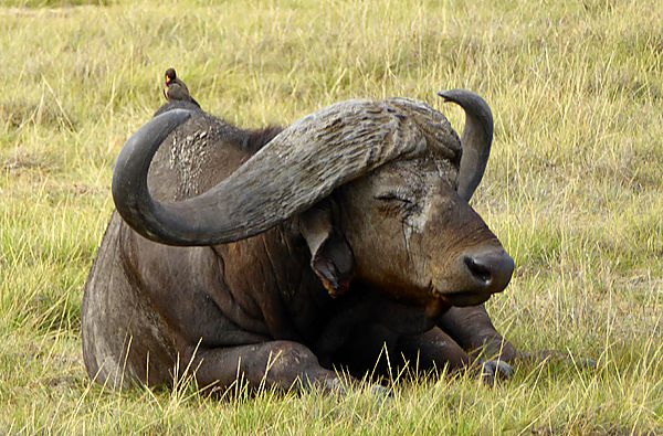 Buffalo with Oxpecker