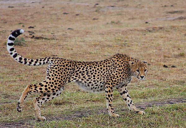 Cheetah on the move
