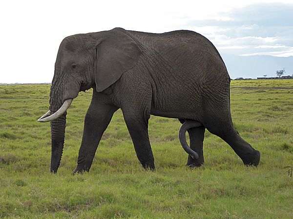 Five Legged Elephant