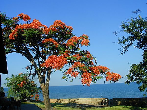 Flamboyant Tree, Malawi