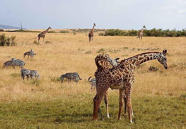 Giraffes Sparing