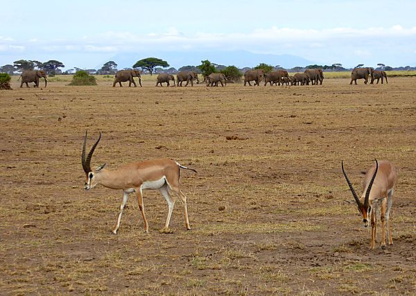 Grants Gazelle with Elephants in the background