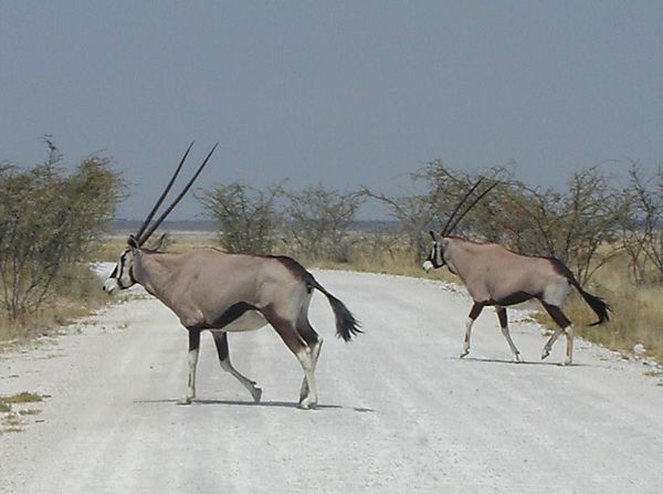 Kalahari Gemsbok In Etosha National Park, Namibia