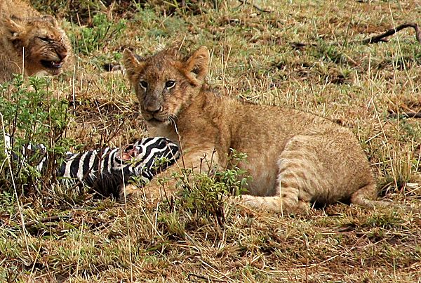 Lion cub having dinner