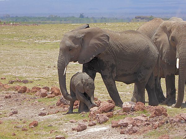 Mum and Calf Elephant