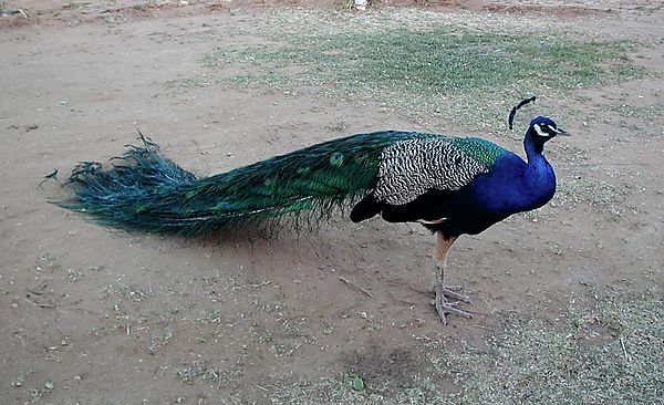 Peacock, Namibia