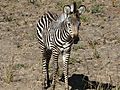 Baby Zebra, Zambia