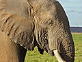 Close-up of Elephant in Amboseli