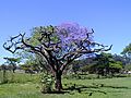 Dead Tree And Jacaranda Tree In Bloom, South Africa