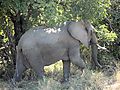 Elephant In South Luangwa National Park, Zambia