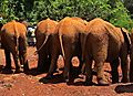 Elephants at Sheldrick Elephant Orphanage