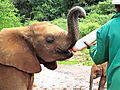 Feeding Time at David Sheldrick Elephant Orphanage