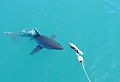 Great White Shark, Cage Diving, South Africa