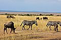 Masai Mara scenery