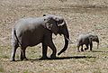 Mum & Baby Elephant, Zambia