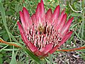 Protea - National Flower Of South Africa