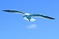 Sea Gull In Flight, South Africa