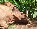 Sleeping warthog
