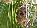 Weaver Birds Nest