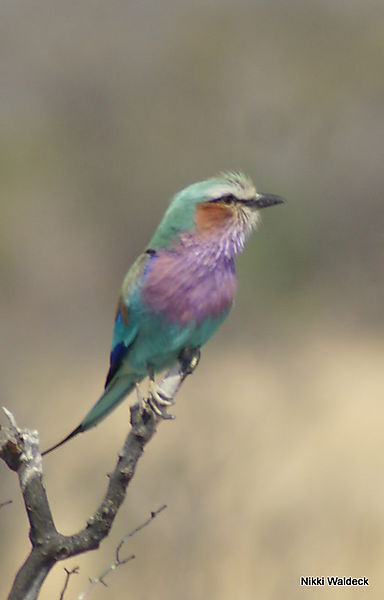 Lilac Breasted Roll