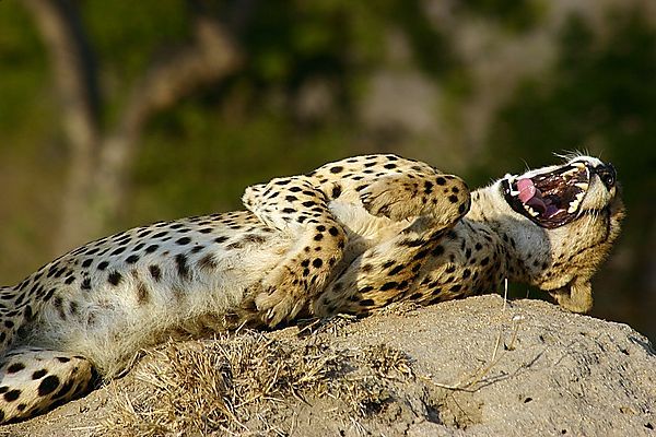 Cheetah Having A Good Laugh