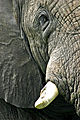 Elephant Up Close