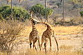 Giraffes Sparring