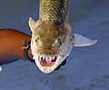 Tiger Fish's Sharp Teeth